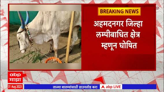 Ahmednagar Lumpy Disease : अहमदनगर जिल्हा लम्पीबाधित क्षेत्र म्हणून घोषित, 413 गावात 930 जनावरं बाधित