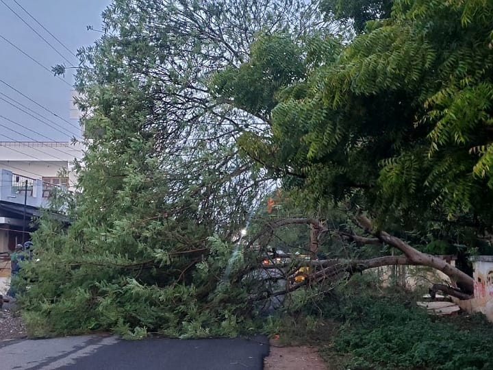 கரூரில் சாலையில் சரிந்த 30 அடி உயர வாகை மரம் - போக்குவரத்து மாற்றம்