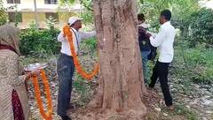 Raksha Bandhan 2023: रक्षाबंधन पर इलाहाबाद यूनिवर्सिटी के प्रोफेसर और छात्रों ने पेड़ों को बांधी राखी, देखें तस्वीरें