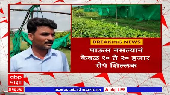 Solapur Nursery : सोलापुरात पाऊस नसल्याने नर्सरी चालकांचं मोठं नुकसान, 10 ते 20 हजार रोपं शिल्लक