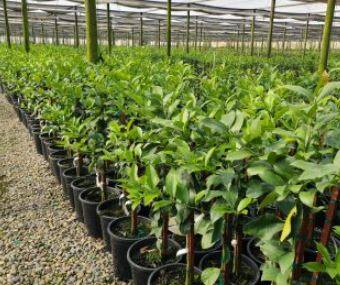 रोपवाटिका जगवण्यासाठी काही टँकरने देखील पाणीपुरवठा केला जात आहे. मात्र, या सर्वातून नर्सरी चालकांचा खर्तचही निघणं कठीण झालं आहे.