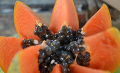 Papaya Seeds Benefits: ফলের মতোই উপকারী, পুষ্টিগুণে সমৃদ্ধ, ভুলেও ফেলে দেবেন না পেঁপের বীজ