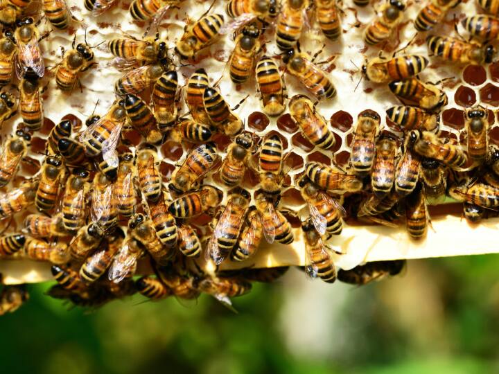 Truck dumped 5 million bee boxes on the road in Toronto टोरंटो में 50 लाख मधुमक्खियों से भरे बक्से सड़क पर गिरे, जानिए फिर क्या हुआ