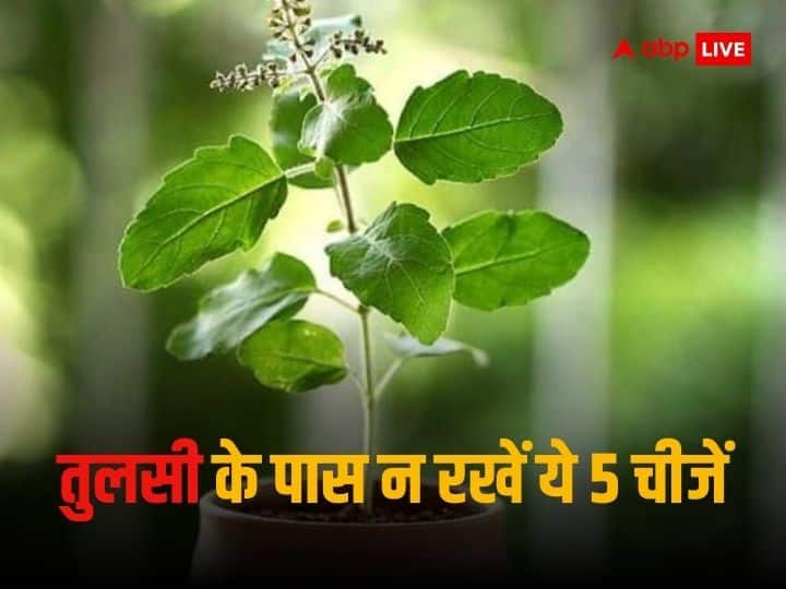 Tulsi Niyam: सभी घरों में तुलसी का पौधा जरूर होता है. तुलसी पौधे की पूजा करने से घर की सुख-समृद्धि में वृद्धि होती है. लेकिन तुलसी पौधे के समीप या तुलसी के गमले में कुछ चीजों को नहीं रखना चाहिए.
