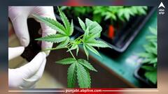 Marijuana: ਭੰਗ ਪੀਣ ਵਾਲੇ ਸਾਵਧਾਨ! ਕੈਂਸਰ, ਹਾਈ ਬਲੱਡ ਪ੍ਰੈਸ਼ਰ ਸਮੇਤ ਕਈ ਸਿਹਤ ਸਮੱਸਿਆਵਾਂ ਦਾ ਬਣ ਸਕਦੀ ਕਾਰਨ