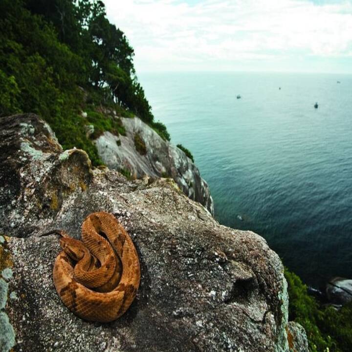 ਸਰਕਾਰ ਦਾ ਕਹਿਣਾ ਹੈ ਕਿ ਉਹ ਸੱਪਾਂ ਦੇ ਇਸ ਘਰ ਨੂੰ ਖਰਾਬ ਨਹੀਂ ਕਰਨਾ ਚਾਹੁੰਦੀ। ਜੇਕਰ ਇਨਸਾਨ ਉੱਥੇ ਚਲੇ ਜਾਣ ਤਾਂ ਨਾਂ ਇਹ ਸੱਪਾਂ ਲਈ ਚੰਗਾ ਹੋਵੇਗਾ ਅਤੇ ਨਾਂ ਹੀ ਇਨਸਾਨਾਂ ਲਈ।