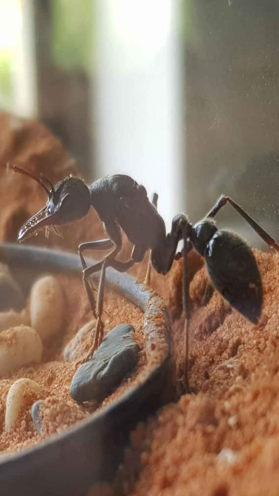 ਦੁਨੀਆ ਦੀ ਸਭ ਤੋਂ ਖਤਰਨਾਕ ਕੀੜੀ, ਕੱਟਣ ਨਾਲ ਮਿੰਟਾਂ ਚ ਖਤਮ ਹੋ ਜਾਂਦਾ ਇਨਸਾਨ