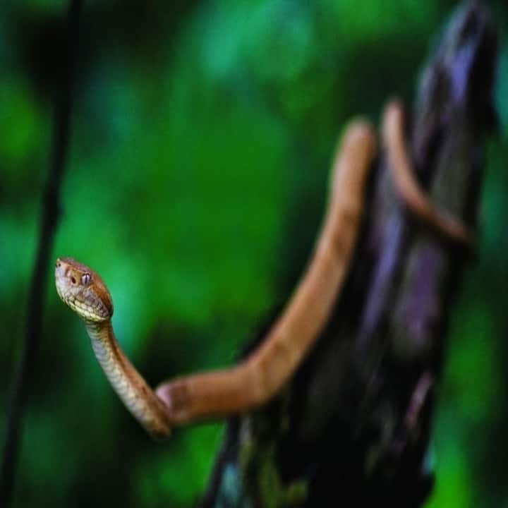 ਇਨ੍ਹਾਂ ਉੱਡਣ ਵਾਲੇ ਸੱਪਾਂ ਦਾ ਜ਼ਹਿਰ ਇੰਨਾ ਖ਼ਤਰਨਾਕ ਹੈ ਕਿ ਜੇਕਰ ਇਹ ਤੁਹਾਡੇ ਸਰੀਰ 'ਚ ਦਾਖ਼ਲ ਹੋ ਜਾਵੇ ਤਾਂ ਇਹ ਤੁਹਾਡੀ ਚਮੜੀ ਦੇ ਨਾਲ-ਨਾਲ ਤੁਹਾਡੇ ਮਾਸ ਨੂੰ ਵੀ ਗਲਾਉਣ ਲੱਗ ਜਾਂਦਾ ਹੈ।