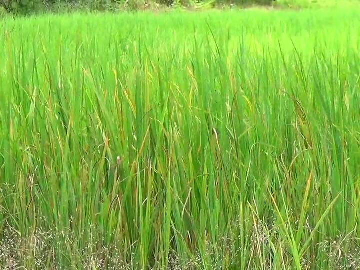 भाताची वाढ खुंटली तर भात शेती पिवळंसर झाली आहे.