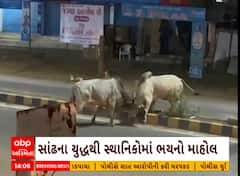 Arvalli: અરવલ્લીના માલપુર રોડ પર IIT પાસે બે સાંઢ બાખડી પડ્યા લોકમાં ભયનો માહોલ