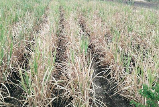 राज्यातील 15  जिल्ह्यात पावसाच्या सरासरीत मोठी तूट निर्माण झाली आहे. सरासरीच्या उणे 20 टक्क्यांहून अधिक तूट आहे.