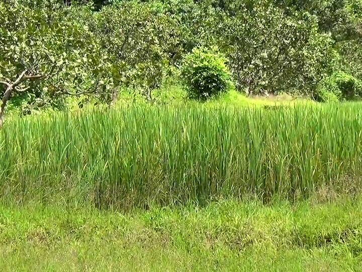 पावसाअभावी भातशेती कोमेजून गेली, काही ठिकाणी तर कातळ भागात आणि भरडी भागात रोपे सुकून गेली आहेत.