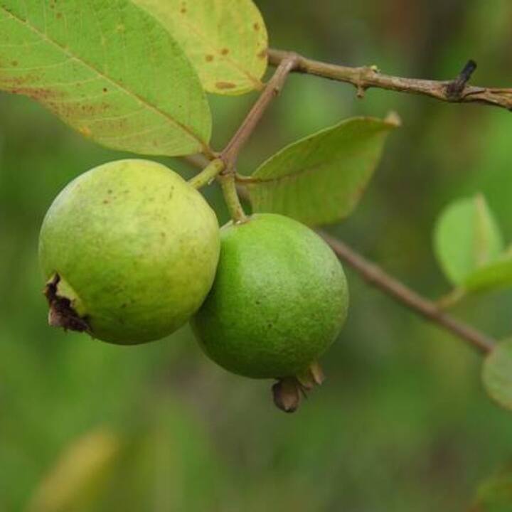 ফলিক অ্যাসিড, পটাশিয়াম এবং কপার সহ প্রচুর পরিমাণে ফাইবার, ভিটামিন এ এবং ভিটামিন সি সমৃদ্ধ পেয়ারা খেলে হজমের সমস্যা থেকে মুক্তি পাওয়া যায়। কিন্তু, পেয়ারা খাওয়ার পর জল পান করা বিপজ্জনক হতে পারে। এতে হজমশক্তি নষ্ট হতে পারে।