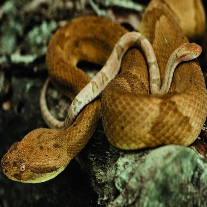 ਦੁਨੀਆ ਦੇ ਸਭ ਤੋਂ ਜ਼ਹਿਰੀਲੇ ਅਤੇ ਖਤਰਨਾਕ ਸੱਪ ਵੀ ਇੱਥੇ ਪਾਏ ਜਾਂਦੇ ਹਨ। ਇੱਥੇ ਤੁਹਾਨੂੰ ਹਰ ਪਾਸੇ ਸੱਪ ਨਜ਼ਰ ਆਉਣਗੇ। ਇੱਥੋਂ ਤੱਕ ਕਿ ਉਹ ਰੁੱਖਾਂ 'ਤੇ ਝੁੰਡ ਵਿੱਚ ਲਟਕਦੇ ਰਹਿੰਦੇ ਹਨ।