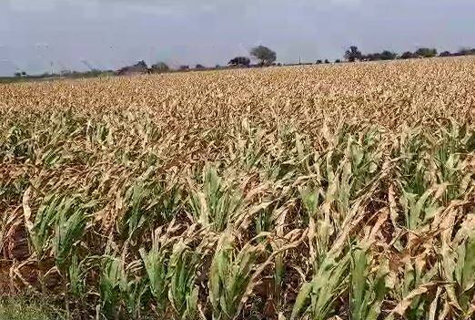गेल्या काही दिवसापासून राज्यात पावसानं (Rain) दडी मारली आहे. पावसाअभावी शेतकऱ्यांची (Farmers) खरीपातील पिकं वाया जात आहेत.