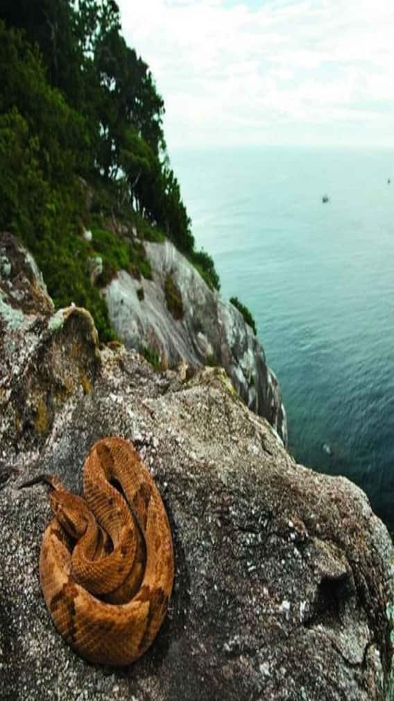 ਦੁਨੀਆ ਦੀ ਸਭ ਤੋਂ ਖਤਰਨਾਕ ਥਾਂ, ਜਿੱਥੇ ਸੱਪ ਕਰਦੇ ਨੇ ਰਾਜ