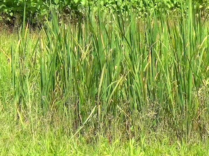खरंतर भात शेती फुलोऱ्यावर येणे अपेक्षित असताना पीक कोमेजून गेली.