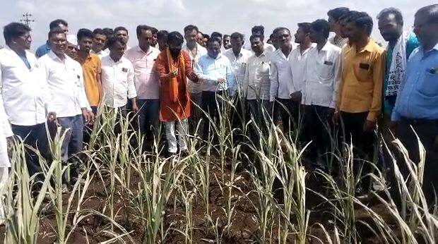 दिवसेंदिवस मराठवाड्यातील (Marathwada) परिस्थिती तर अतिशय विदारक होत चालली आहे.पावसानं ओढ दिल्यानं डोळ्यादेखत हिरव्यागार पिकांची डोळ्यादेखत राख रांगोळी होत आहे.