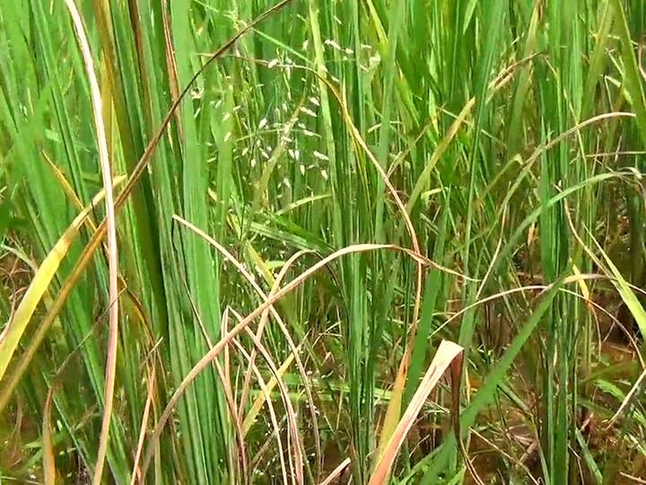 यावर्षी जून महिना पावसाअभावी कोरडा गेला, त्यामुळे शेती उशिराने सुरु झाली.