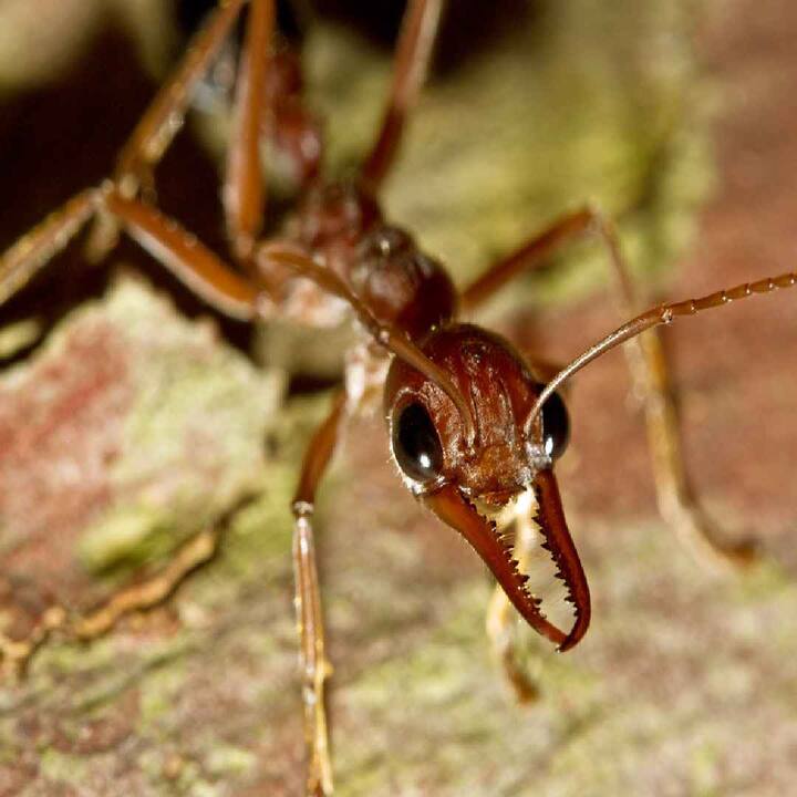 1936 ਤੋਂ ਹੁਣ ਤੱਕ ਇਸ ਕੀੜੀ ਦੇ ਕੱਟਣ ਨਾਲ ਕਈ ਲੋਕਾਂ ਦੀ ਮੌਤ ਹੋ ਚੁੱਕੀ ਹੈ। ਕੀੜੀ 20 ਮਿਲੀਮੀਟਰ ਲੰਬੀ ਹੈ ਤੇ ਹਮਲਾ ਕਰਨ ਲਈ ਆਪਣੇ ਡੰਗ ਤੇ ਜਬਾੜੇ ਦੀ ਵਰਤੋਂ ਕਰਦੀ ਹੈ।