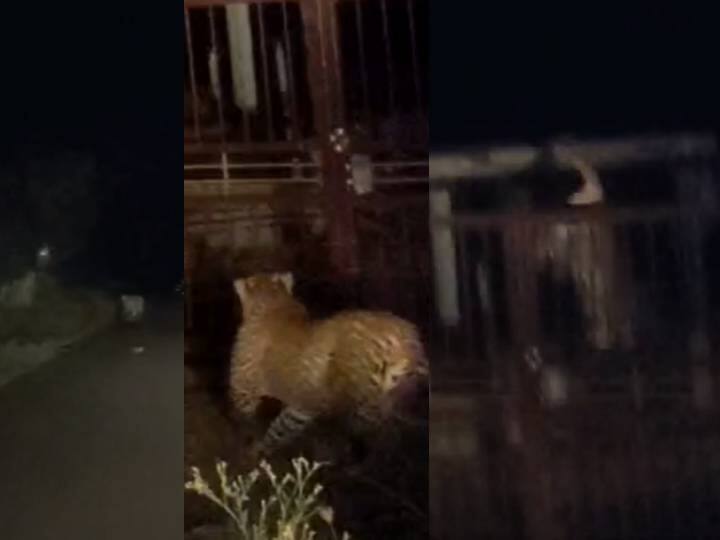 Leopard jumping 6 feet gate viral video capturing in erode Leopard Viral Video: 