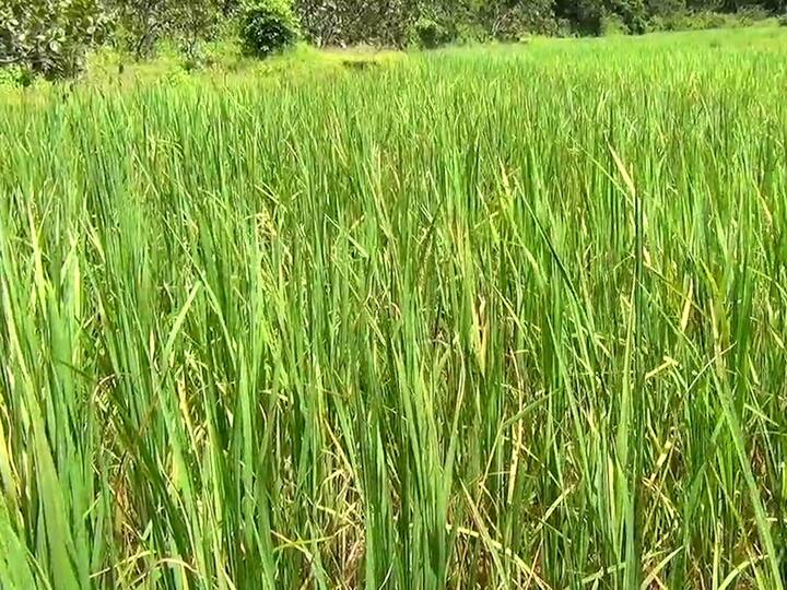 त्यातही कोकणातील शेतकऱ्याने मोठ्या कष्टाने भातशेती केली.