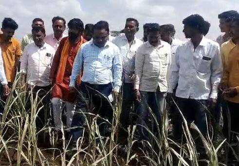 पावासानं गेल्या अनेक दिवसापासून ओढ दिली आहे. पावसानं ओढ दिल्यानं डोळ्यादेखत हिरव्यागार पिकांची राख रांगोळी होत आहे.