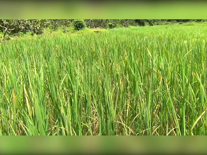 कारण ऑगस्टच्या महिन्याभरात सिंधुदुर्ग जिल्ह्यातील यावर्षी फक्त 220 मी.मी पावसाची नोंद झाली आहे.