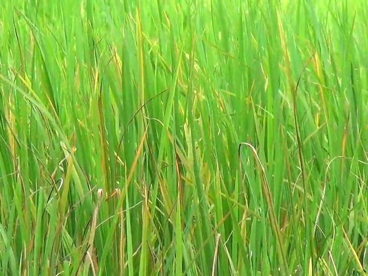 वातावरणातील बदलामुळे लहरी पावसाने शेतकऱ्याच्या चिंतेत भर पडली आहे.