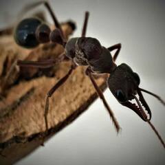 Most dangerous Ant: ਦੁਨੀਆ ਦੀ ਸਭ ਤੋਂ ਖਤਰਨਾਕ ਕੀੜੀ, ਕੱਟਣ ਨਾਲ ਮਿੰਟਾਂ ਚ ਖਤਮ ਹੋ ਜਾਂਦਾ ਇਨਸਾਨ