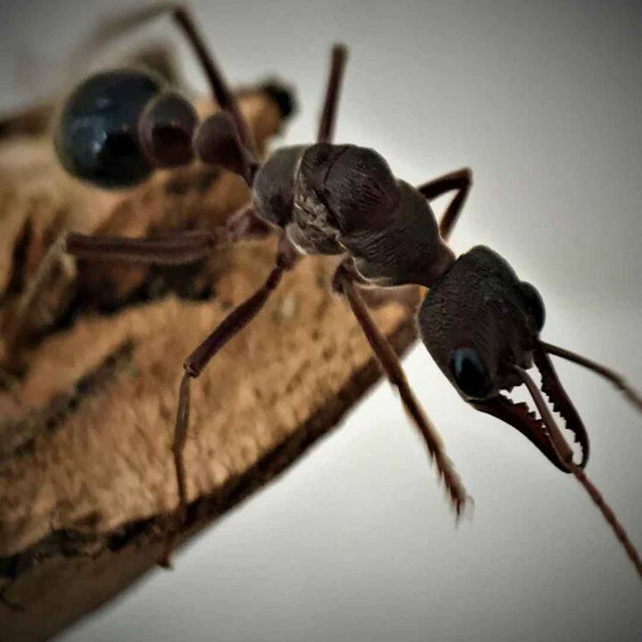 ਇਸ ਕੀੜੀ ਦਾ ਵਿਗਿਆਨਕ ਨਾਮ Myrmecid piriformis ਹੈ ਤੇ ਆਮ ਭਾਸ਼ਾ ਵਿੱਚ ਇਸਨੂੰ 'ਬੁਲਡੋਗ ਕੀੜੀ ਕਿਹਾ ਜਾਂਦਾ ਹੈ।ਇਹ ਜਿਆਦਾਤਰ ਆਸਟ੍ਰੇਲੀਆ ਦੇ ਤੱਟੀ ਖੇਤਰ ਵਿੱਚ ਪਾਈ ਜਾਂਦੀ ਹੈ।