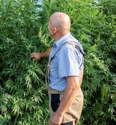 Marijuana: ਭੰਗ ਪੀਣ ਵਾਲੇ ਸਾਵਧਾਨ! ਕੈਂਸਰ, ਹਾਈ ਬਲੱਡ ਪ੍ਰੈਸ਼ਰ ਸਮੇਤ ਕਈ ਸਿਹਤ ਸਮੱਸਿਆਵਾਂ ਦਾ ਬਣ ਸਕਦੀ ਕਾਰਨ