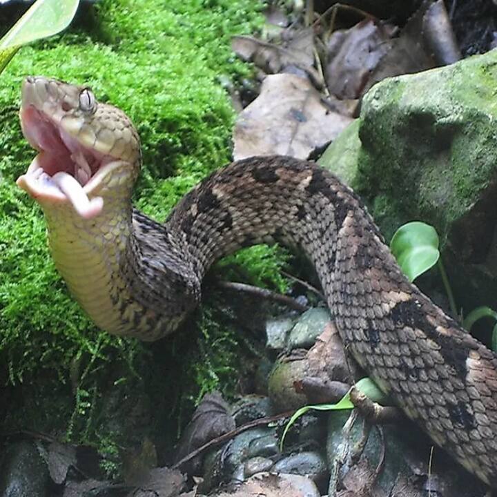 ਕੀ ਉਨ੍ਹਾਂ ਦਾ ਕੋਈ ਘਰ ਹੈ ਜਿੱਥੋਂ ਉਹ ਸਾਰੀ ਧਰਤੀ ਉੱਤੇ ਫੈਲੇ ਹੋਏ ਹਨ। ਇਸ ਦਾ ਸਹੀ ਜਵਾਬ ਤਾਂ ਕੋਈ ਨਹੀਂ ਜਾਣਦਾ ਪਰ ਇਹ ਗੱਲ ਪੱਕੀ ਹੈ ਕਿ ਇਸ ਧਰਤੀ 'ਤੇ ਇਕ ਅਜਿਹਾ ਟਾਪੂ ਹੈ ਜਿੱਥੇ ਇਹ ਸੱਪ ਰਾਜ ਕਰਦੇ ਹਨ। ਇਸ ਥਾਂ 'ਤੇ ਇੰਨੇ ਸੱਪ ਹਨ ਕਿ ਇਸ ਟਾਪੂ ਨੂੰ ਹੀ ਸਨੇਕ ਆਈਲੈਂਡ ਕਿਹਾ ਜਾਂਦਾ ਸੀ।