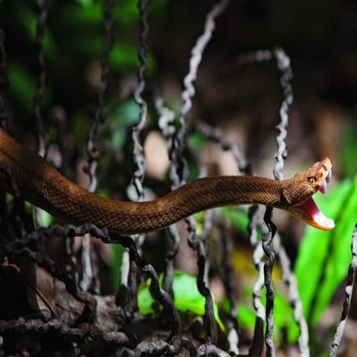 ਅਸੀਂ ਜਿਸ ਟਾਪੂ ਦੀ ਗੱਲ ਕਰ ਰਹੇ ਹਾਂ ਉਹ ਬ੍ਰਾਜ਼ੀਲ ਵਿੱਚ ਮੌਜੂਦ ਹੈ। ਅਸਲ ਵਿੱਚ ਇਸ ਟਾਪੂ ਦਾ ਨਾਮ ਇਲਾਹਾ ਦਾ ਕੁਇਮਾਦਾ ਹੈ। ਪਰ ਇੱਥੇ ਇੰਨੇ ਸੱਪ ਹਨ ਕਿ ਪੂਰੀ ਦੁਨੀਆ ਇਸ ਨੂੰ ਸਨੇਕ ਆਈਲੈਂਡ ਕਹਿੰਦੀ ਹੈ।