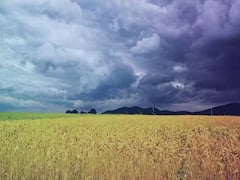 ఆగమైతున్న అన్నదాతలు - సెప్టెంబర్ లోనైనా వరుణుడు కరుణిస్తాడా?