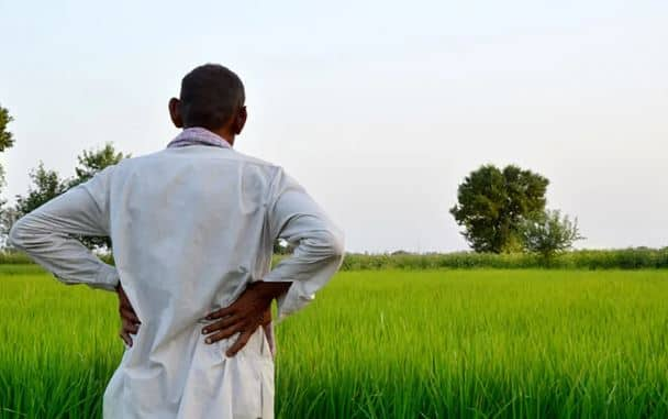 Farmers crop damage in dahod  વરસાદ ખેંચાતા દાહોદ જિલ્લાના ખેડૂતો પરેશાન, પાક નુકસાનની ભીતિ