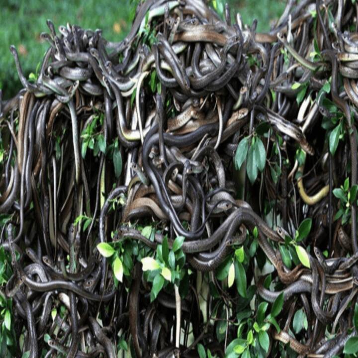 ਦੁਨੀਆ ਦੇ ਸਭ ਤੋਂ ਜ਼ਹਿਰੀਲੇ ਅਤੇ ਖਤਰਨਾਕ ਸੱਪ ਵੀ ਇੱਥੇ ਪਾਏ ਜਾਂਦੇ ਹਨ। ਇੱਥੇ ਤੁਹਾਨੂੰ ਹਰ ਪਾਸੇ ਸੱਪ ਨਜ਼ਰ ਆਉਣਗੇ। ਇੱਥੋਂ ਤੱਕ ਕਿ ਉਹ ਰੁੱਖਾਂ 'ਤੇ ਝੁੰਡ ਵਿੱਚ ਲਟਕਦੇ ਰਹਿੰਦੇ ਹਨ।