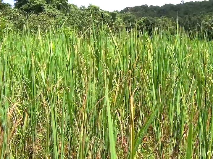 मात्र हीच भातशेती पाऊस नसल्याने अडचणीत सापडली आहे.