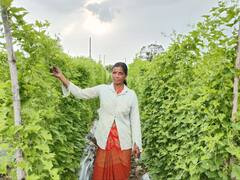 भंडाऱ्यात बागायती शेतीतून शेतकऱ्यानं साधली आर्थिक प्रगती; कारले, चवळी शेंग,काटवलच्या उत्पन्नातून कमावतोय लाखो रुपये