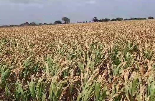 मराठवाड्यातील शेतकरी सध्या चिंतेत आहेत. कारण पाण्याअभावी शेतकऱ्यांची उभी पिकं जळू लागली आहेत.