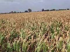 मराठवाड्यात पावसाची ओढ, डोळ्यादेखत हिरव्यागार पिकांची राख रांगोळी 