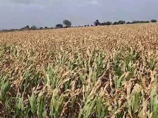 Agriculture news : मराठवाड्यात पावसाची ओढ, डोळ्यादेखत हिरव्यागार पिकांची राख रांगोळी 