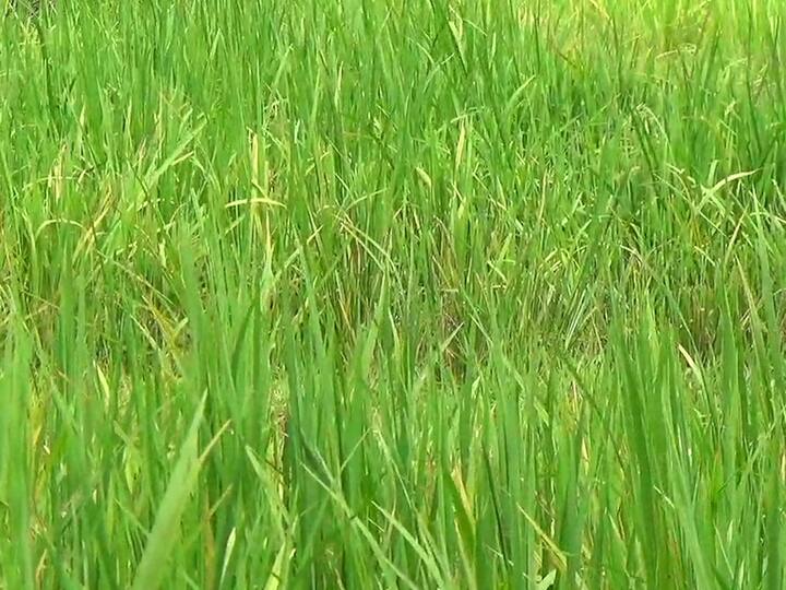 तर भात पिकांची उंची देखील खुंटली आहे.