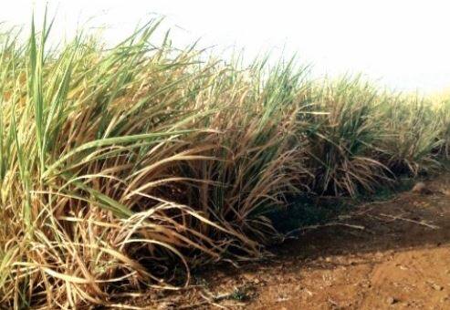 छत्रपती संभाजीनगर (Chhatrapati sambhaji nagar) जिल्ह्यातील वैजापूर तालुक्यातही भीषण परिस्थिती झाली आहे.