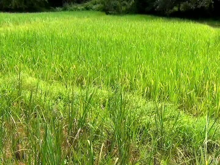 पावसाळ्यात कोकणातील प्रमुख पीक म्हणजे भात शेती.