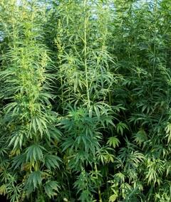 Marijuana: ਭੰਗ ਪੀਣ ਵਾਲੇ ਸਾਵਧਾਨ! ਕੈਂਸਰ, ਹਾਈ ਬਲੱਡ ਪ੍ਰੈਸ਼ਰ ਸਮੇਤ ਕਈ ਸਿਹਤ ਸਮੱਸਿਆਵਾਂ ਦਾ ਬਣ ਸਕਦੀ ਕਾਰਨ