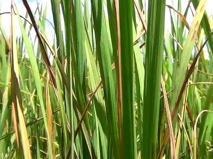 हिरवंगार दिसणारं शेत आता पिवळसर आणि करपून गेल्यासारखं दिसत आल्याने शेतकरी चिंतातुर झाले आहेत.