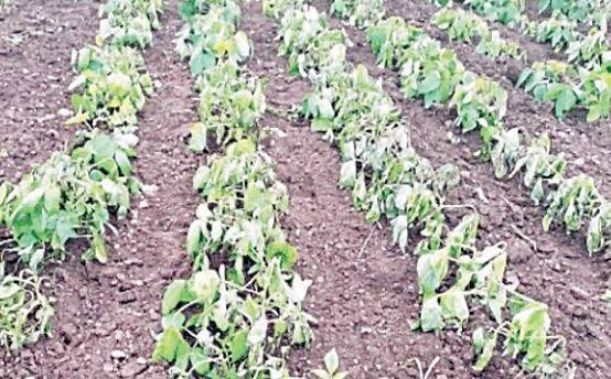 गेल्या 20 ते 25 दिवसापासून पाऊस नसल्यानं राज्यातील शेतकरी चिंतेत आहे. खरीप हंगाम वाया जाण्याची भीती आहे.