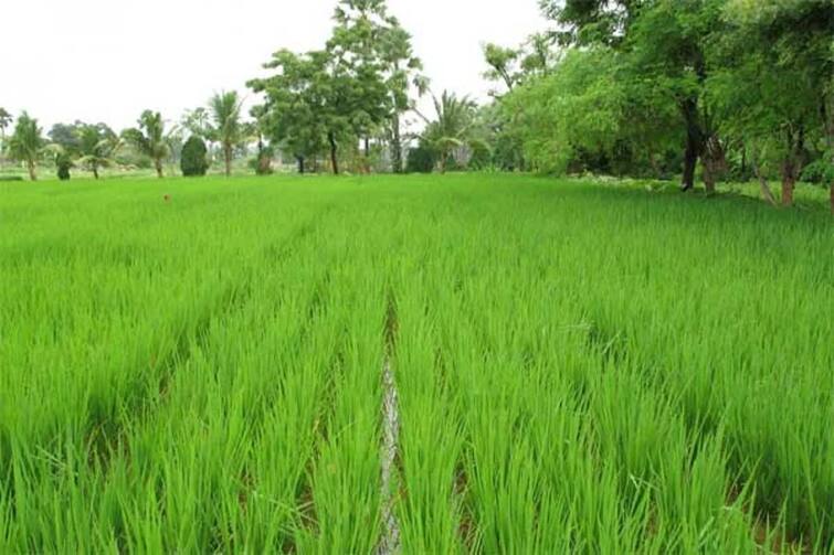 Farmers are happy with the heavy rains in Thanjavur district TNN தஞ்சை மாவட்டத்தில் விட்டு விட்டு பெய்யும் கனமழையால் விவசாயிகள் மகிழ்ச்சி