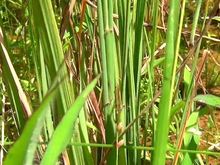 पावसाचा अनियमितपणा भात शेतीसाठी मारत ठरला असून पावसाविना भातशेती कोमेजून गेली आहे.